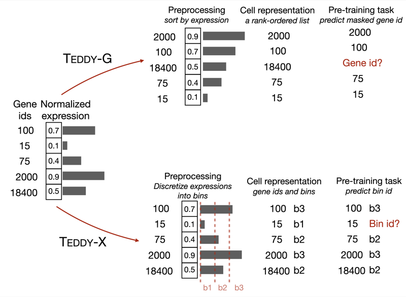TEDDY Foundation Models Architecture